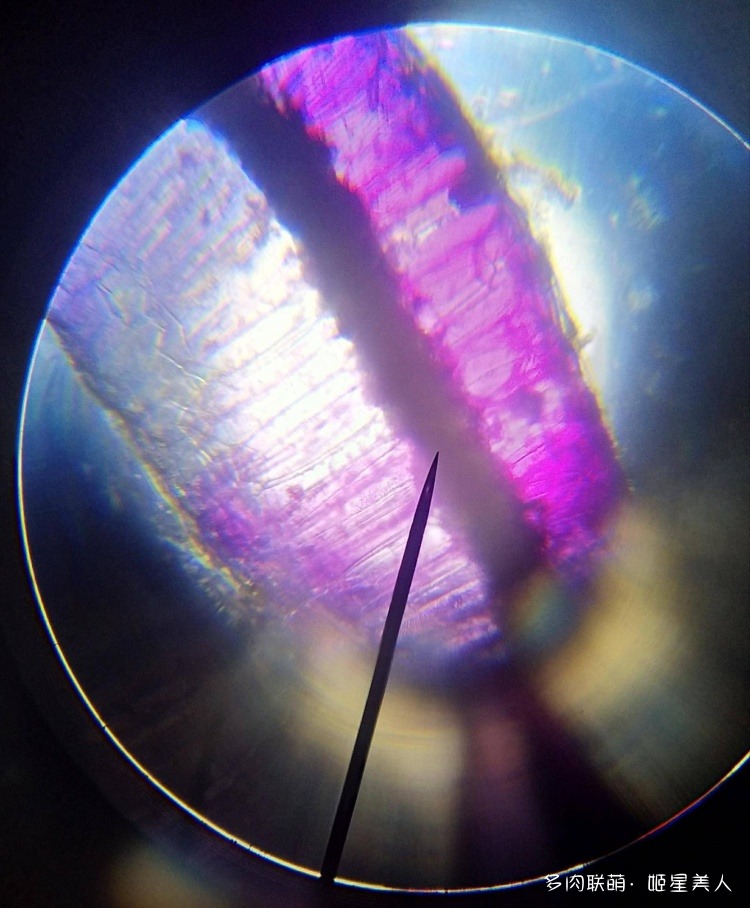 显微镜下的多肉切片