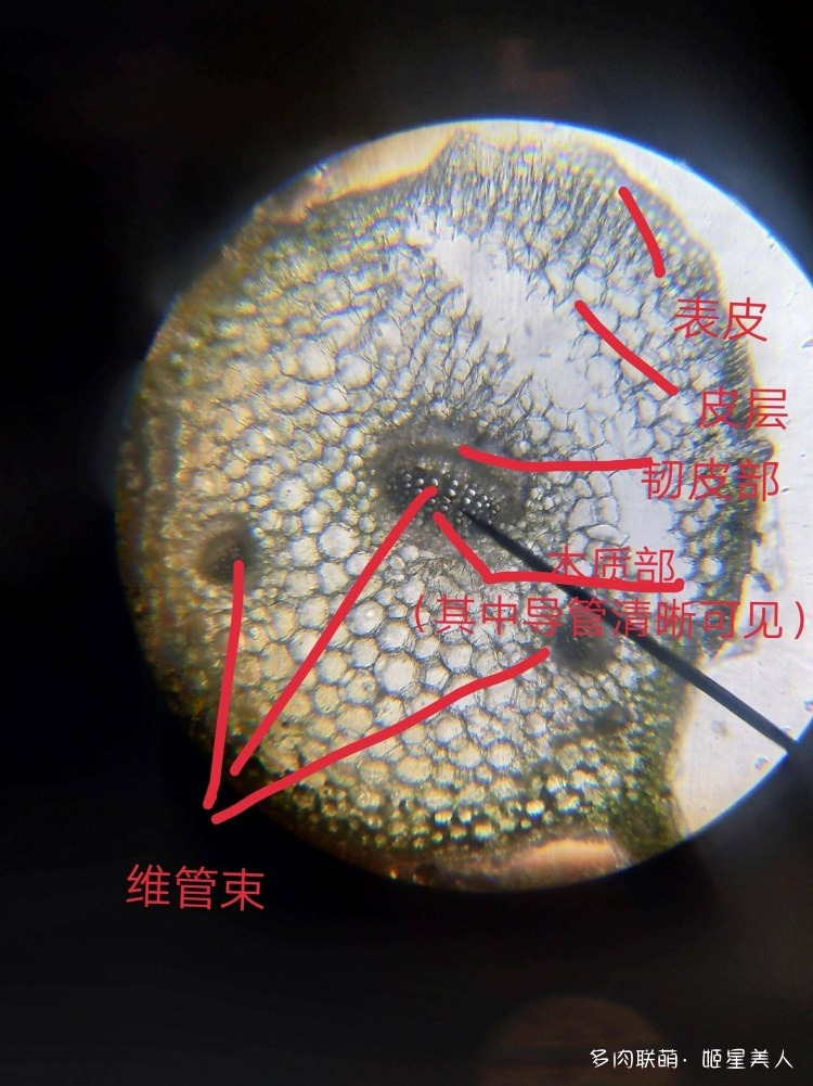 显微镜下的多肉切片