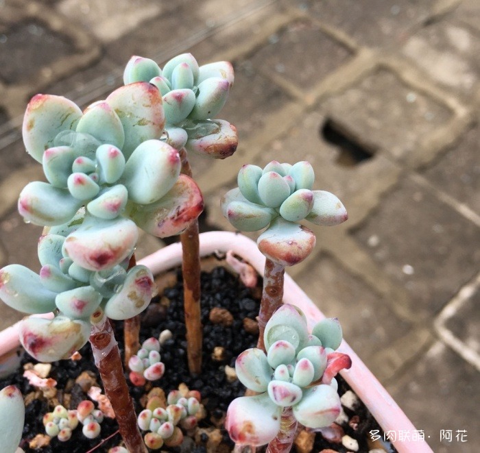 广东，经过一年的多肉对比照