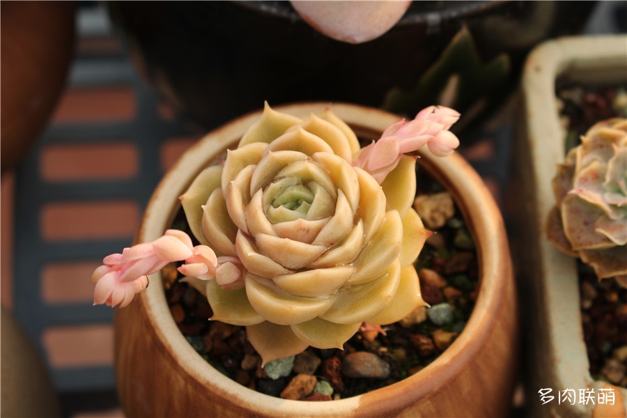 昂斯诺开花