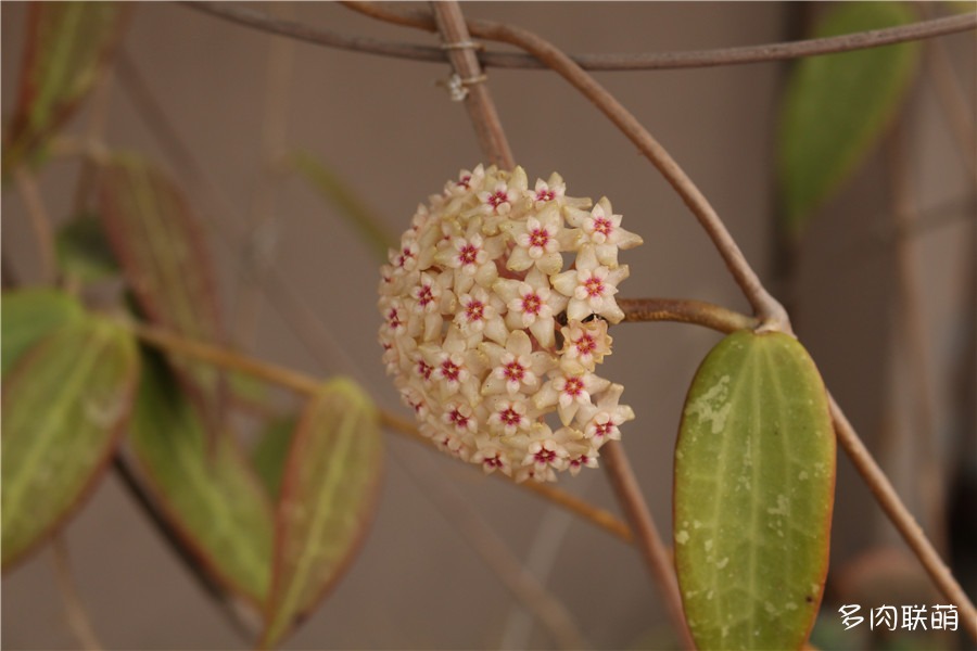 球兰的花
