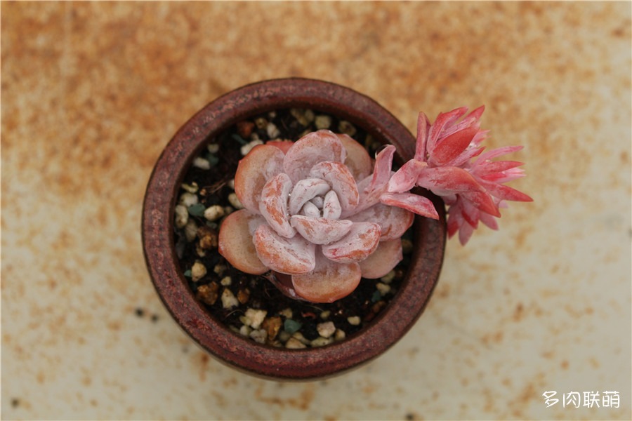 雪莲的花
