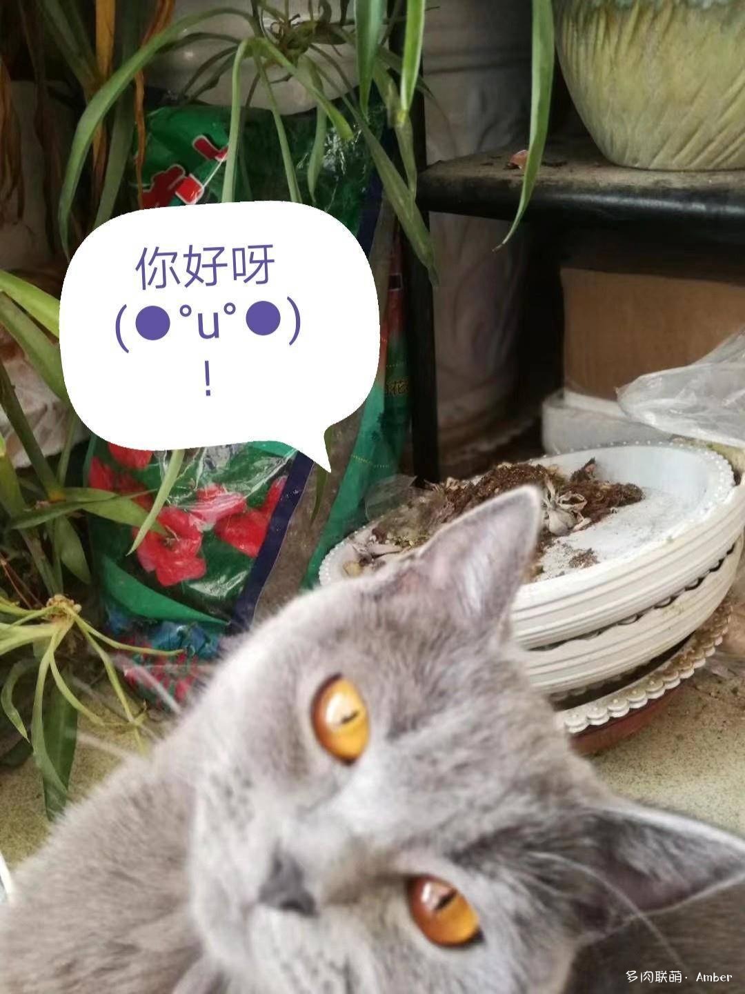 多肉·杂想