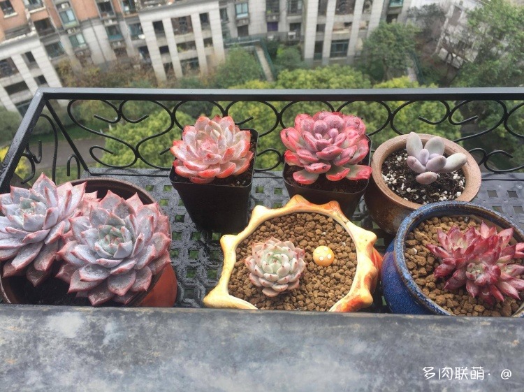 上海，冬天的多肉
