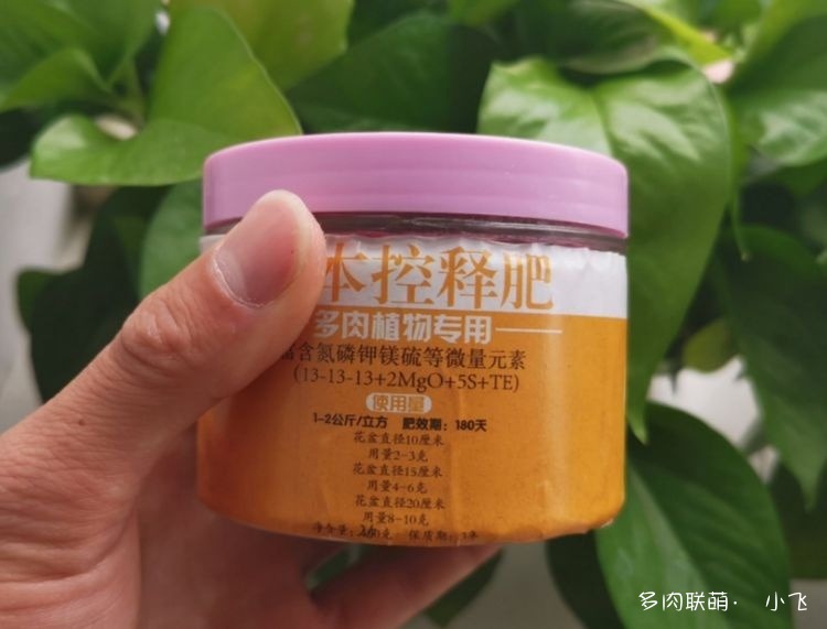 法师的春天养护