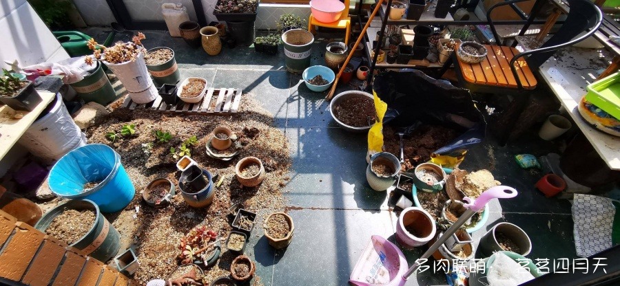 杭州，山上的美丽多肉