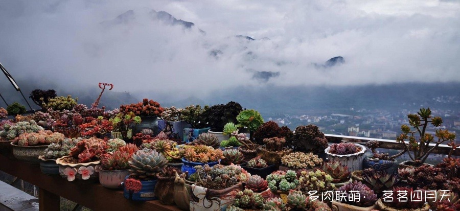 杭州，山上的美丽多肉