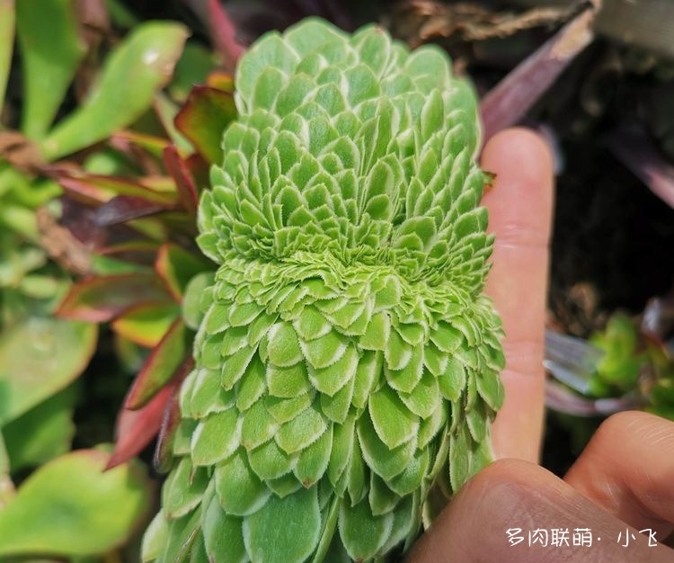 缀化的法师