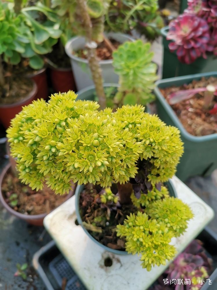 缀化的法师