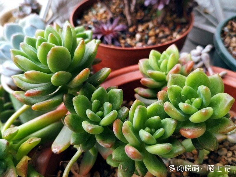 浙江春天里的多肉