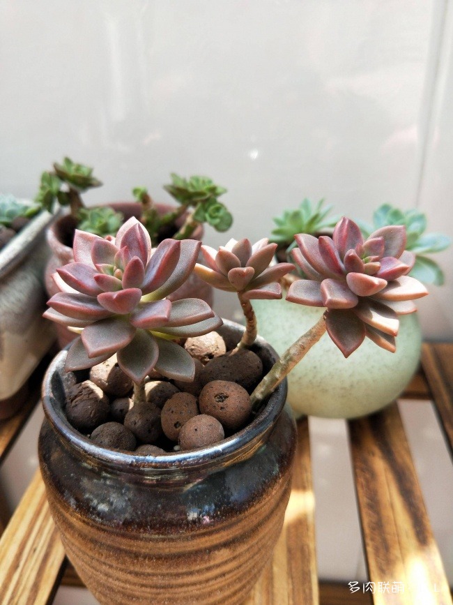 新手养护的多肉