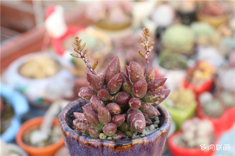 梅花鹿水泡