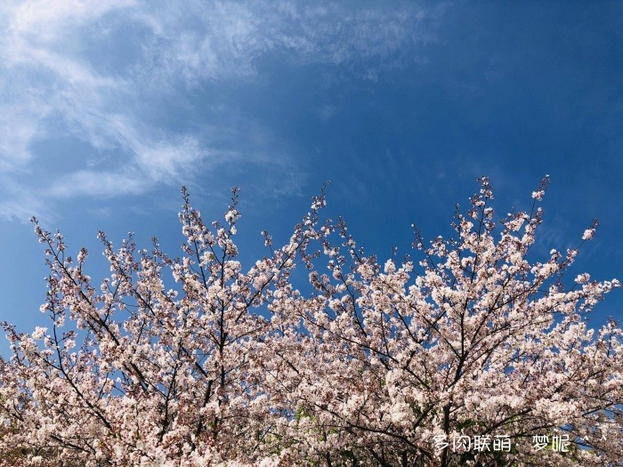 樱花