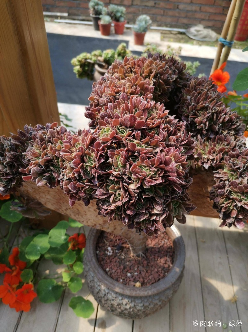山东青梅多肉植物大棚