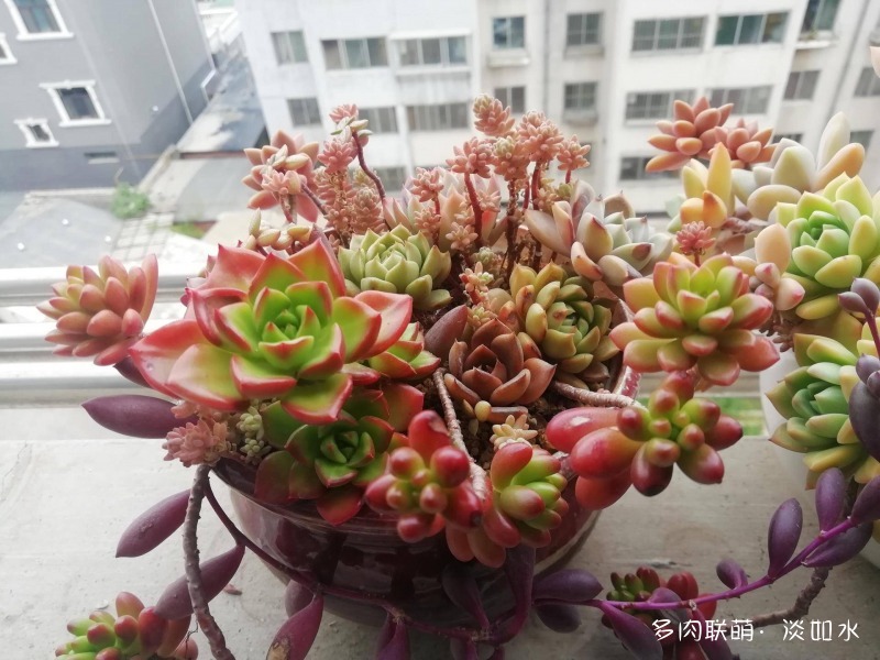 离家一段时间后的多肉