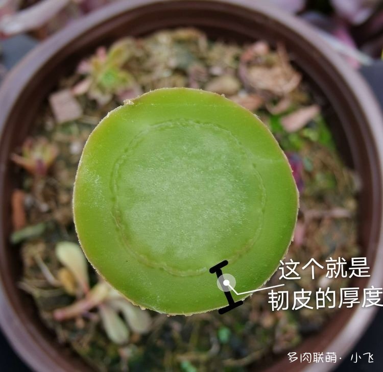 法师的芽接