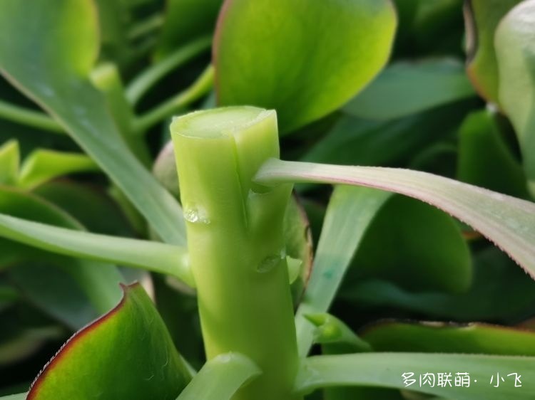 法师的芽接