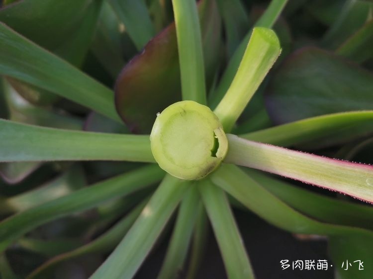 法师的芽接