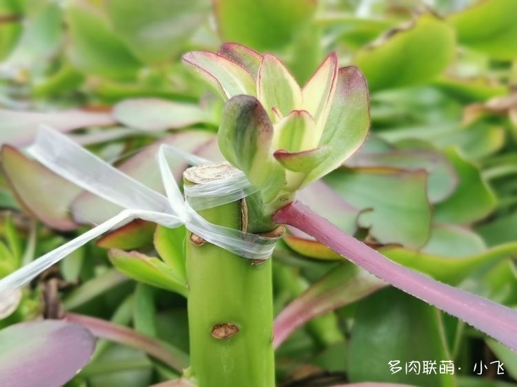 法师的芽接