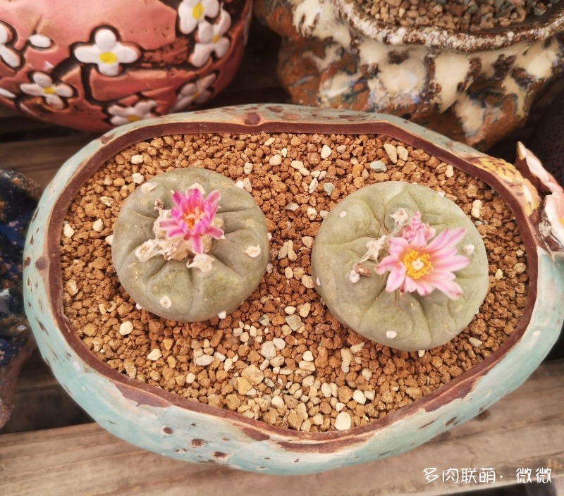 开花的仙人球和番杏