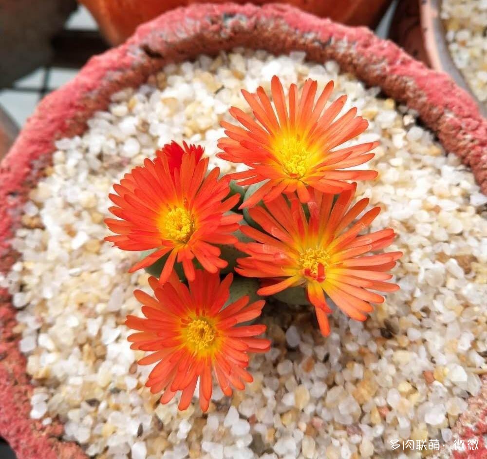 开花的仙人球和番杏