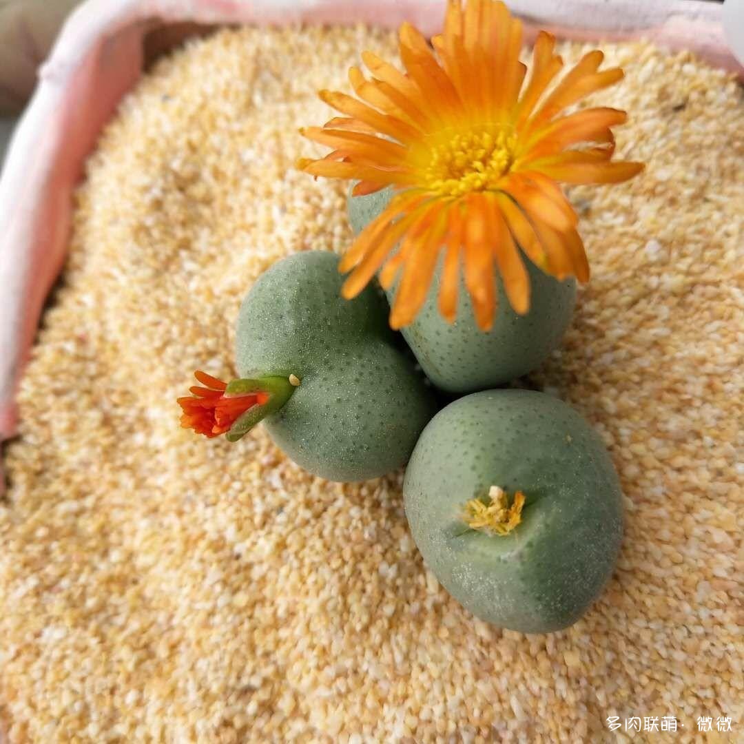开花的仙人球和番杏