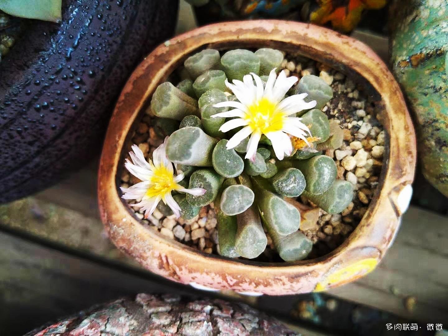开花的仙人球和番杏
