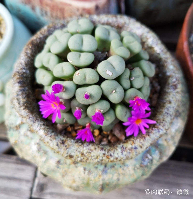 开花的仙人球和番杏