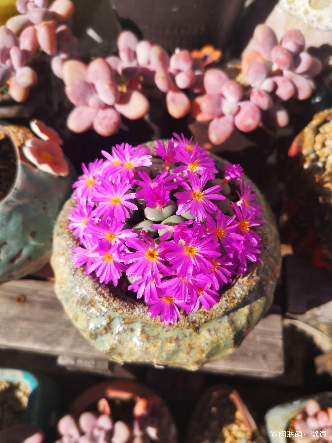 开花的仙人球和番杏