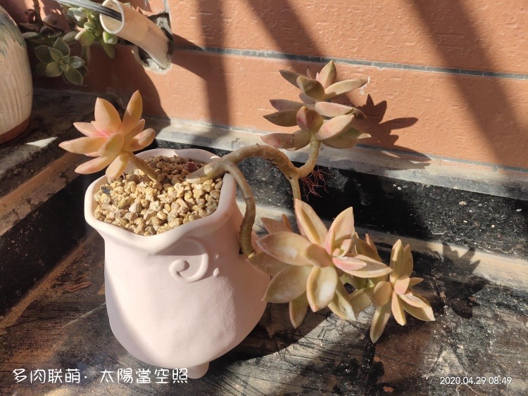 广东浮云，一些长得还算挺好的多肉