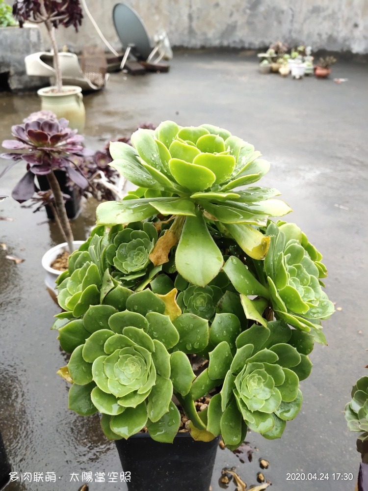 广东浮云，一些长得还算挺好的多肉