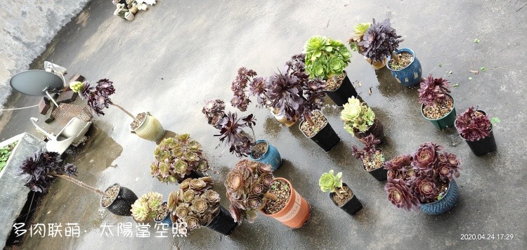 广东浮云，一些长得还算挺好的多肉
