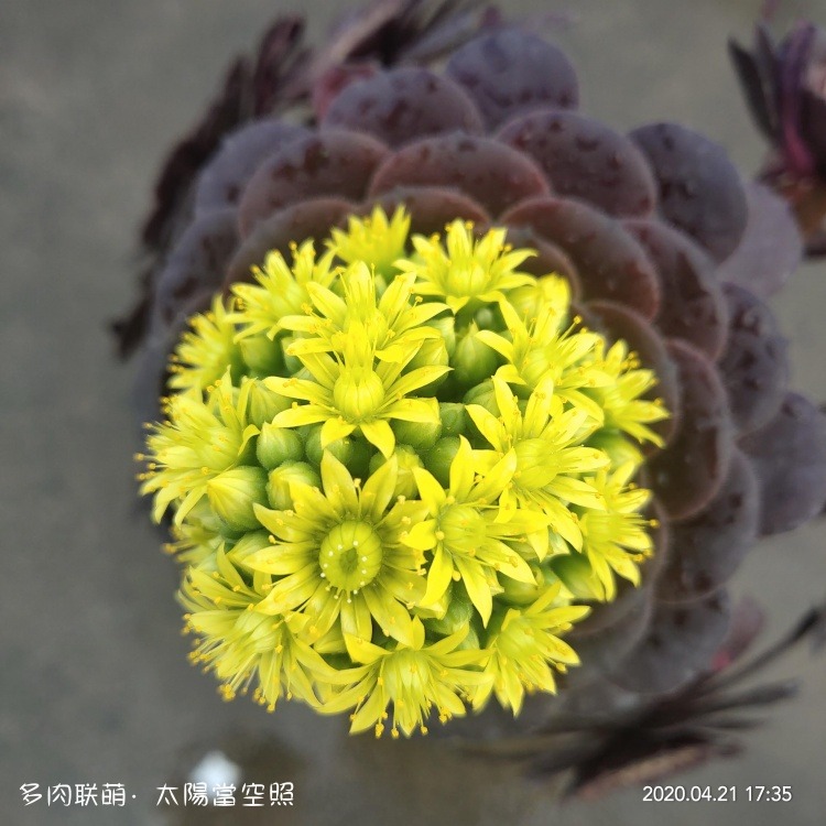 广东浮云，一些长得还算挺好的多肉