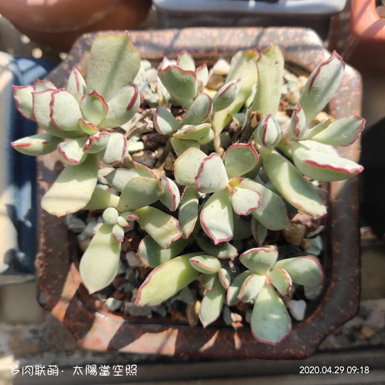 广东浮云，一些长得还算挺好的多肉