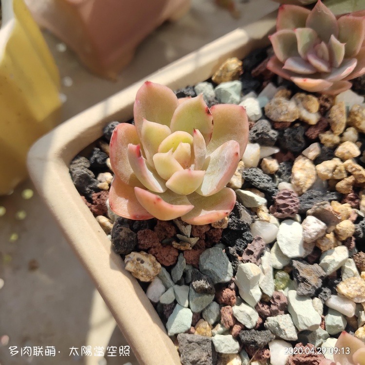 广东浮云，一些长得还算挺好的多肉