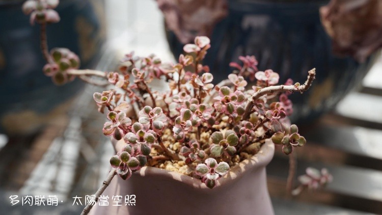 广东浮云，一些长得还算挺好的多肉