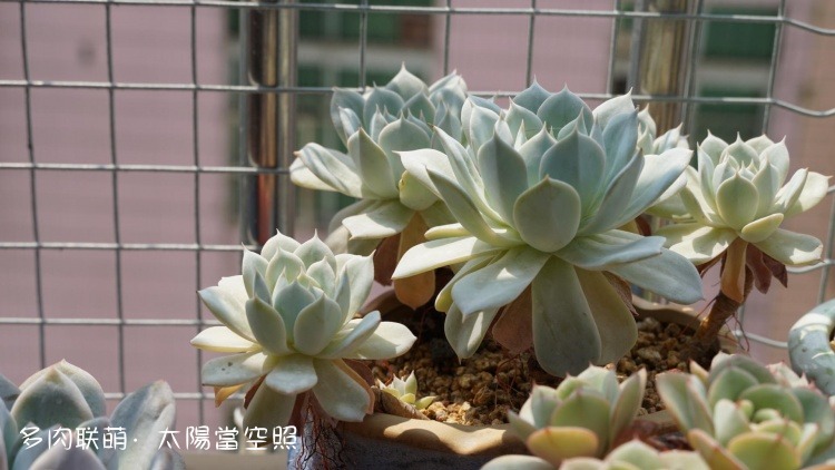 广东浮云，一些长得还算挺好的多肉