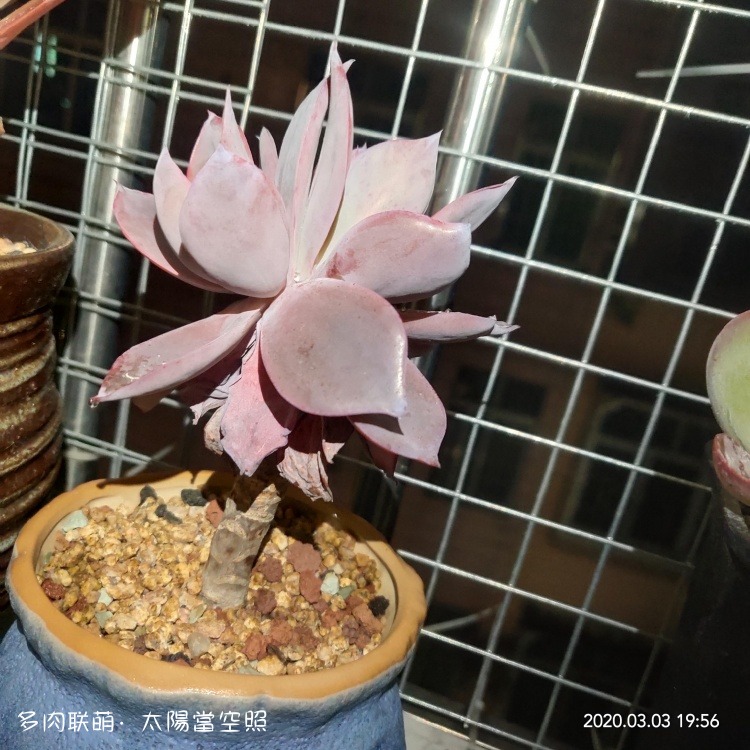 广东浮云，一些长得还算挺好的多肉