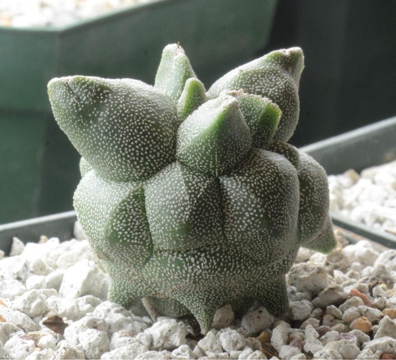 Astrophytum myriostigma Kituko