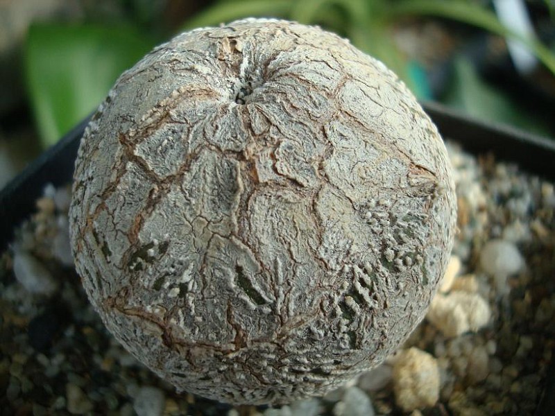 Astrophytum myriostigma cv. Onzuka ' Ball ' 