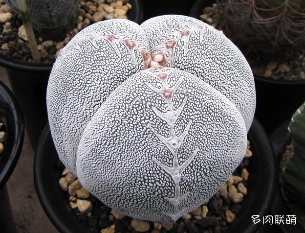 恩冢鸾凤玉 Astrophytum myriostigma 'Onzuka'
