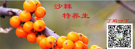 沙棘