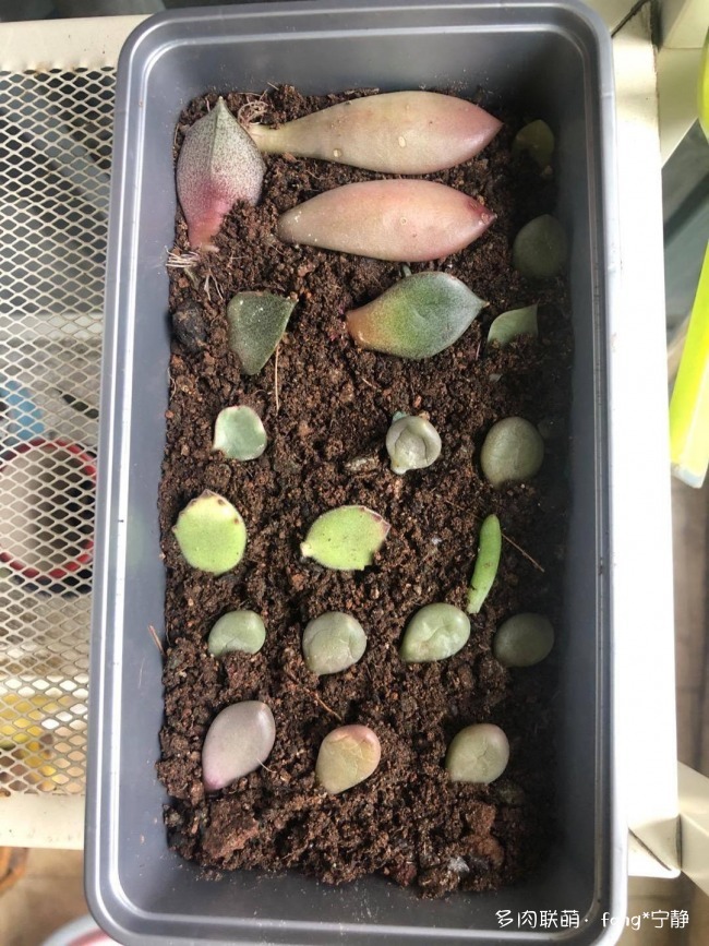 上海新手养多肉