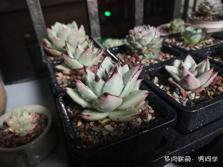 在多肉中寻找快乐