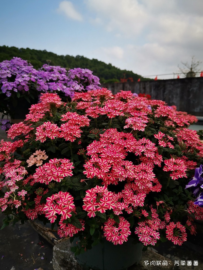 深圳夏天开花的各种草花
