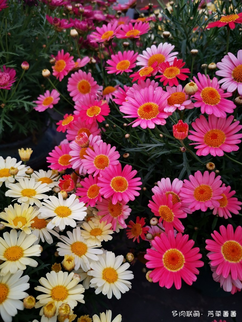 深圳夏天开花的各种草花