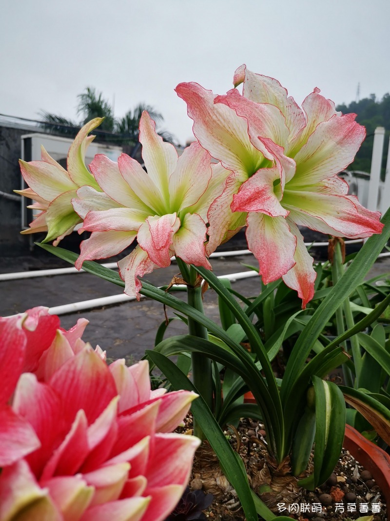 深圳夏天开花的各种草花