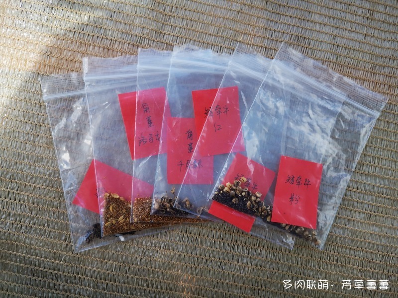 深圳夏天开花的仙人掌