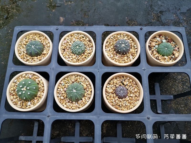 深圳夏天开花的仙人掌