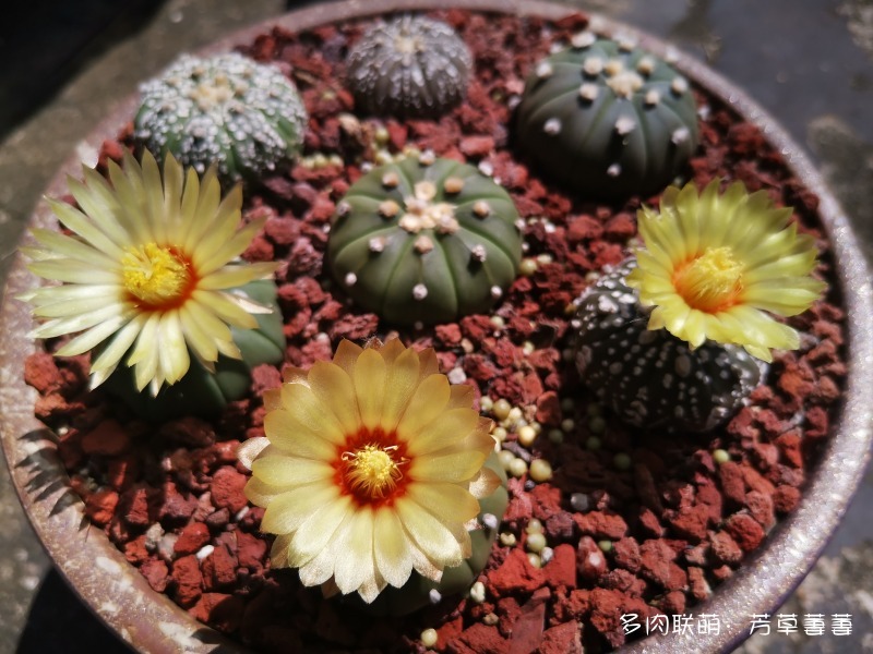 深圳夏天开花的仙人掌